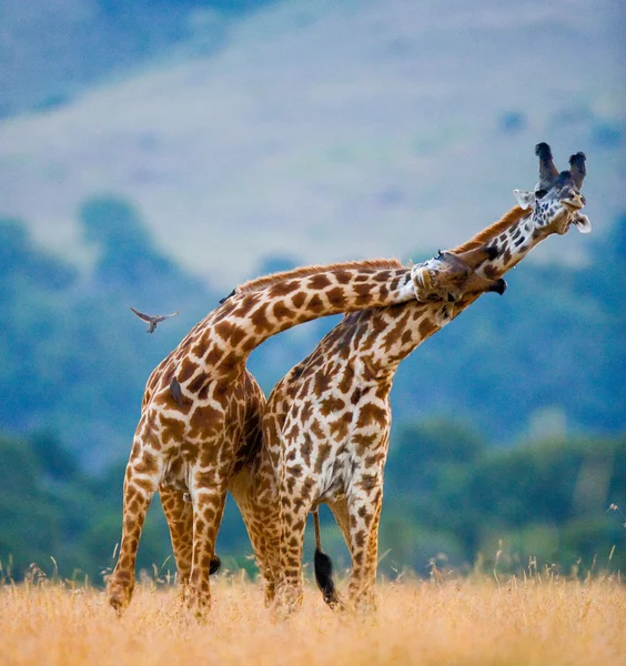 Casal de girafas em seu habitat — Fotografia de Stock