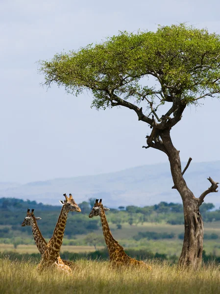 Gruppo giraffe selvatiche — Foto Stock