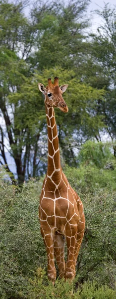 Uma girafa (Girafa camelopardalis ) — Fotografia de Stock