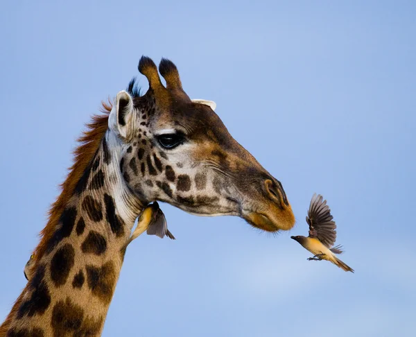 Портрет цікавого жирафа — стокове фото