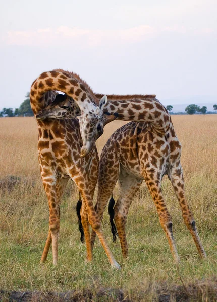Girafas em savana ao ar livre — Fotografia de Stock