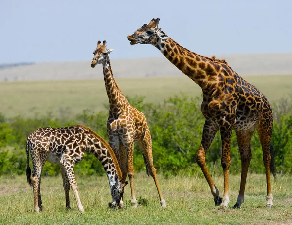 Grupo de girafas selvagens — Fotografia de Stock