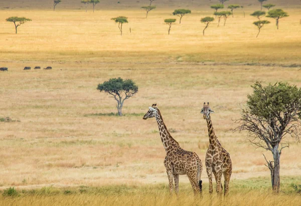 Žirafy v savaně venku — Stock fotografie