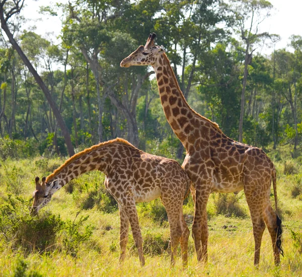 Giraffen in savanne buitenshuis — Stockfoto