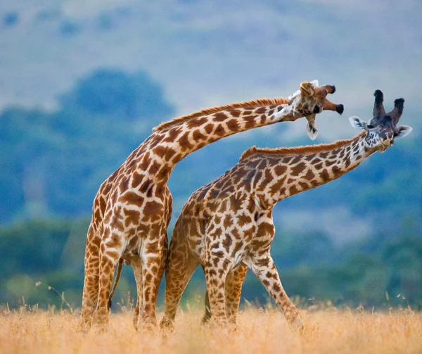 Пара жирафів у своєму середовищі проживання — стокове фото