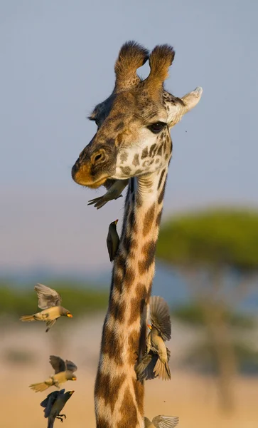 Portrait of a curious giraffe — Stock Photo, Image