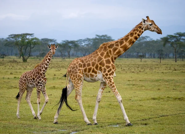 Onun bebek ile anne zürafa — Stok fotoğraf