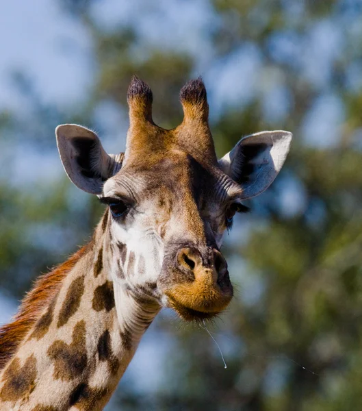 Retrato de una jirafa curiosa — Foto de Stock