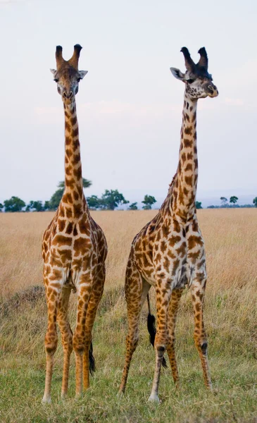 Giraffe in savana all'aperto — Foto Stock