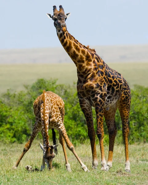 Мати жираф зі своєю дитиною — стокове фото
