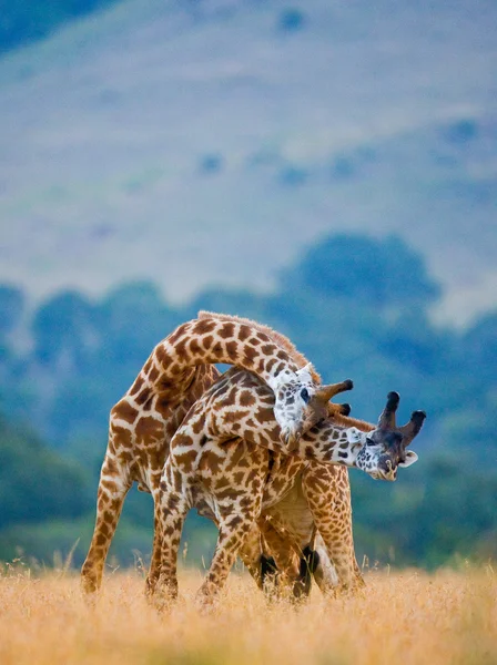 Coppia di giraffe nel suo habitat — Foto Stock