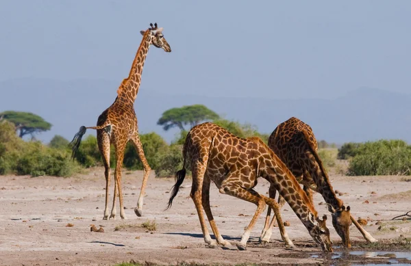 Group wild giraffes — Stock Photo, Image
