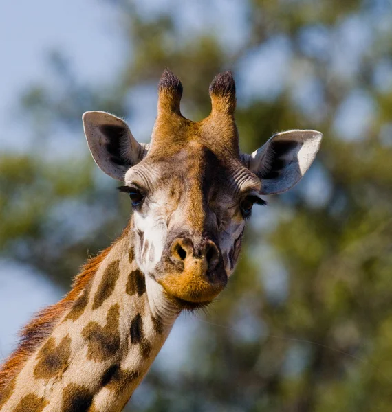 Retrato de uma girafa curiosa — Fotografia de Stock