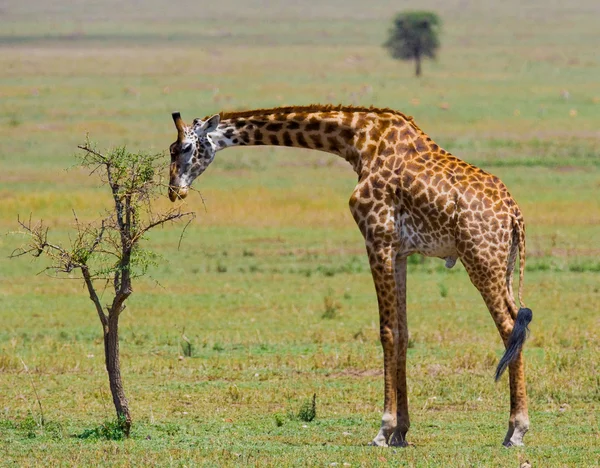 Один жираф (Giraffa camelopardalis ) — стоковое фото