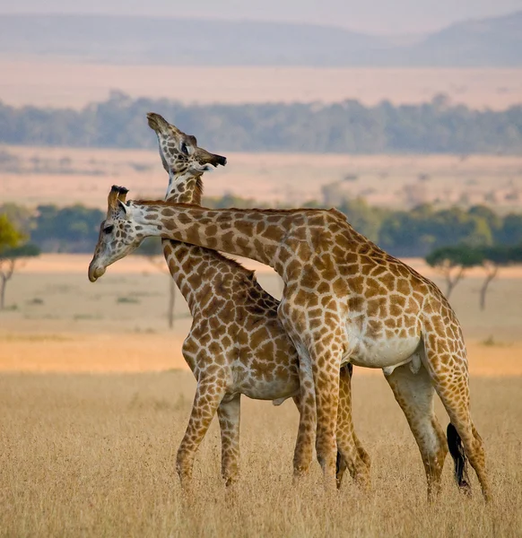 Coppia di giraffe nel suo habitat — Foto Stock