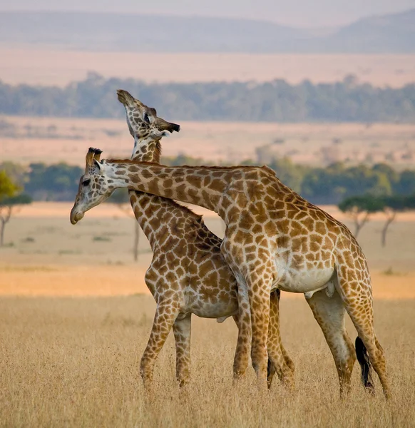 Pareja de jirafas en su hábitat — Foto de Stock