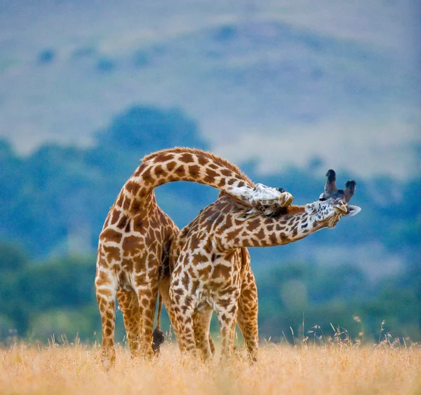 Couple of giraffes in its habitat — Stock Photo, Image
