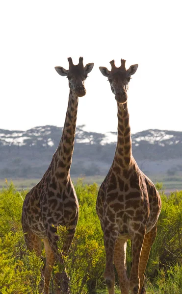 Coppia di giraffe nel suo habitat — Foto Stock