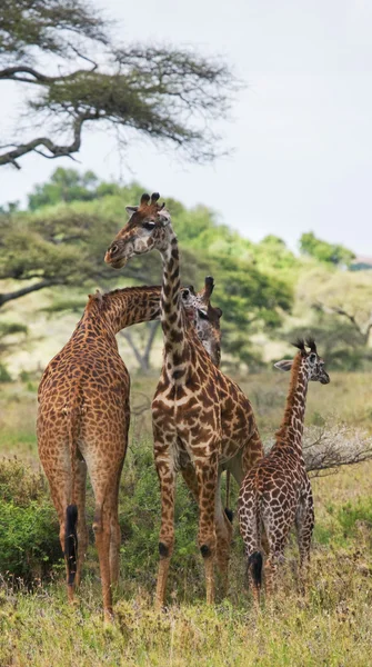 Groupe girafes sauvages — Photo