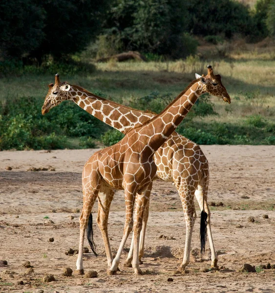 Giraffenpaar in seinem Lebensraum — Stockfoto