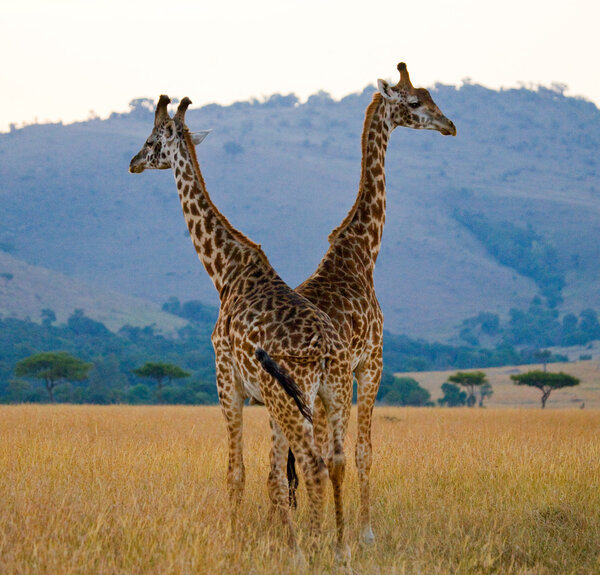 Two wild giraffes in savanna outdoors