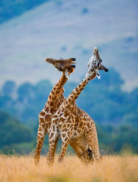 Coppia di giraffe nel suo habitat — Foto Stock