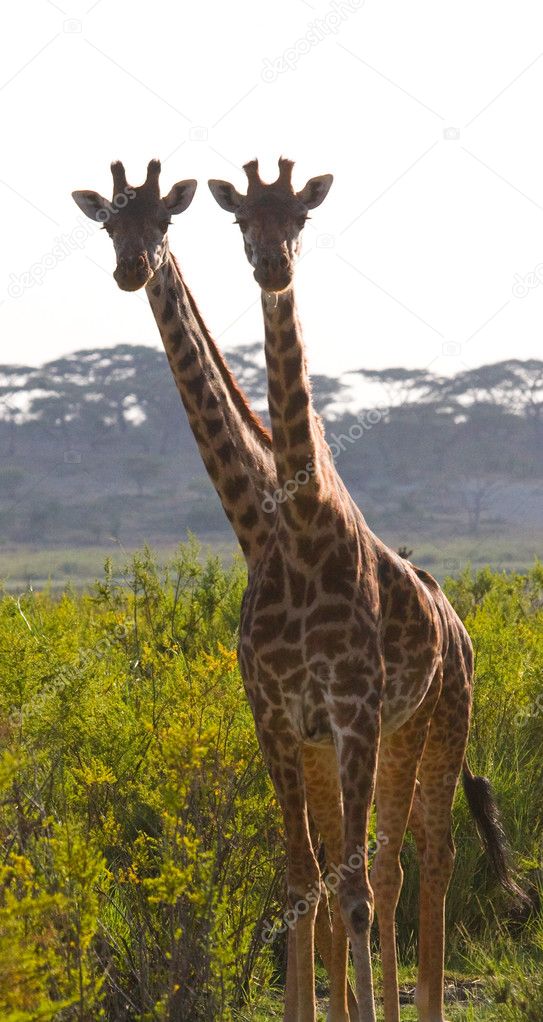 Couple of giraffes in its habitat