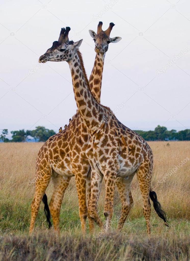 Giraffes in savanna outdoors