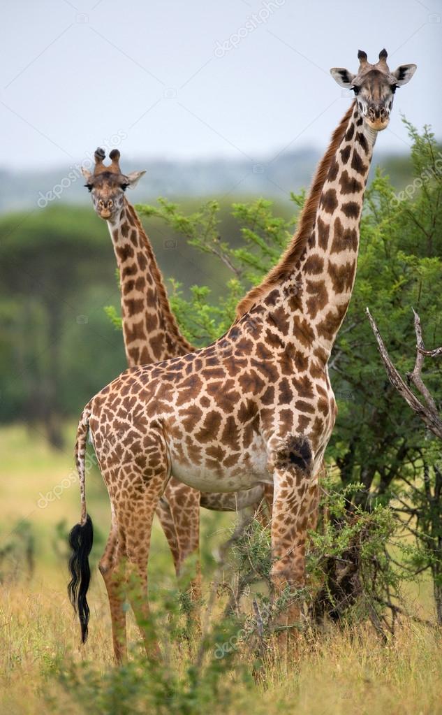Giraffes in savanna outdoors