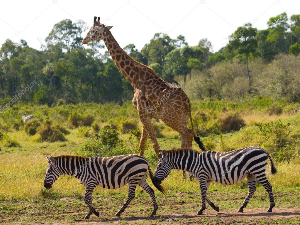 Zebras and two wild giraffe
