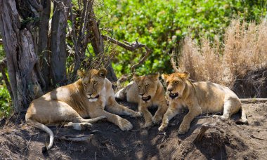 Three lionesses in its habitat clipart