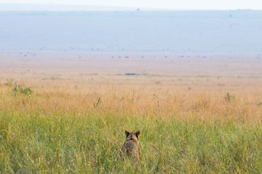 Yüksek otların arasında oturan bir dişi aslan