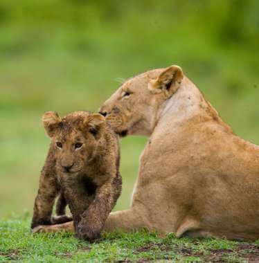 dişi aslan yavrusu ile kendi ortamlarında