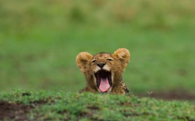 lion cub close up portrait