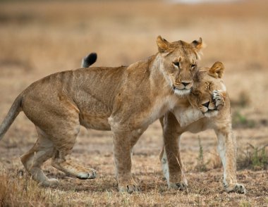 Kendi ortamlarında oynarken dişi aslan