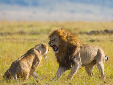Aslan ve aslan Savannah