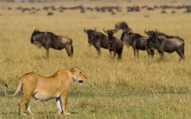 Savana büyük dişi aslan