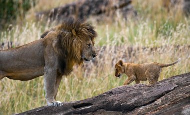 Big lion with lion cub clipart