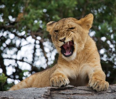 lion cub close up portrait