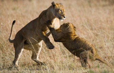 İki küçük aslan yavrusu