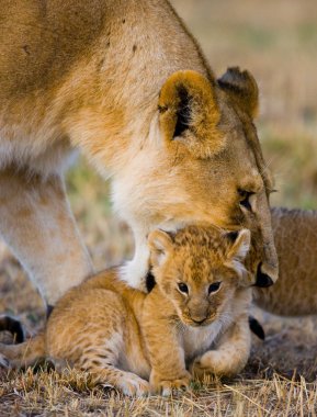 Dişi aslan portre kadar kapatın