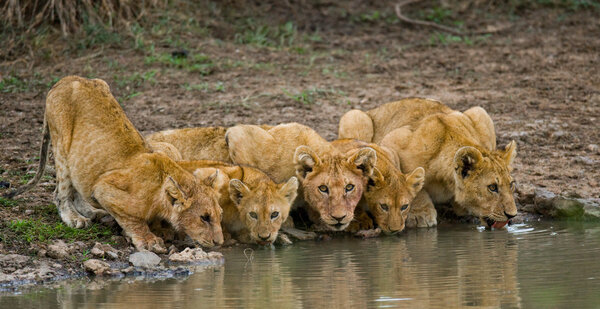 lioness drinking water