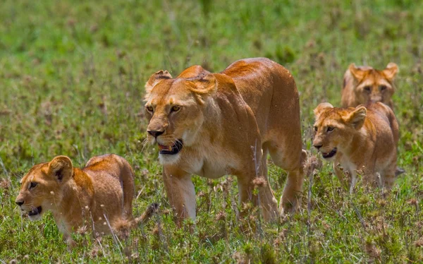 Leoa em seu habitat com filhotes — Fotografia de Stock