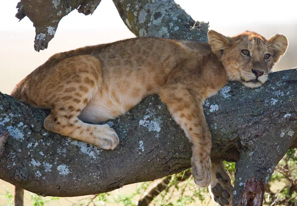 Petit lionceau assis sur l'arbre — Photo