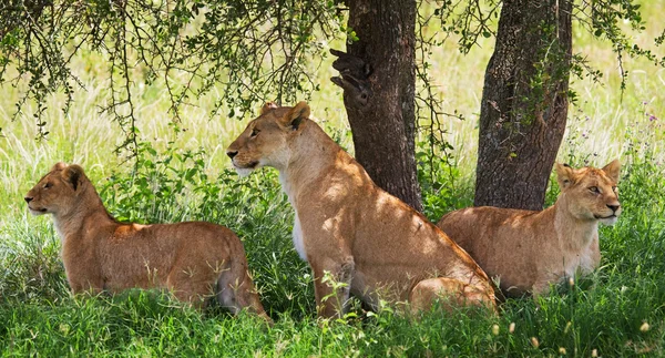 Groupe de Lionne relaxant — Photo