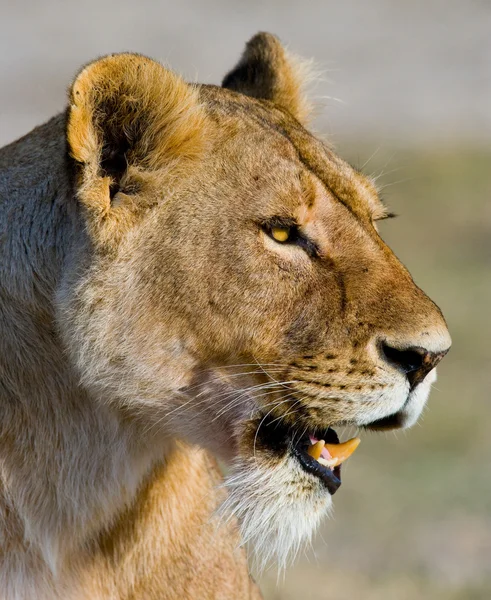 Close-up πορτρέτο της λιονταρίνα — Φωτογραφία Αρχείου
