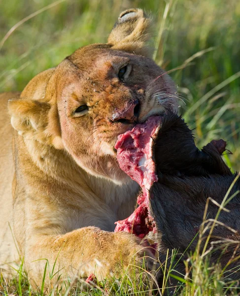 Lioness eating meat — Stock Photo, Image