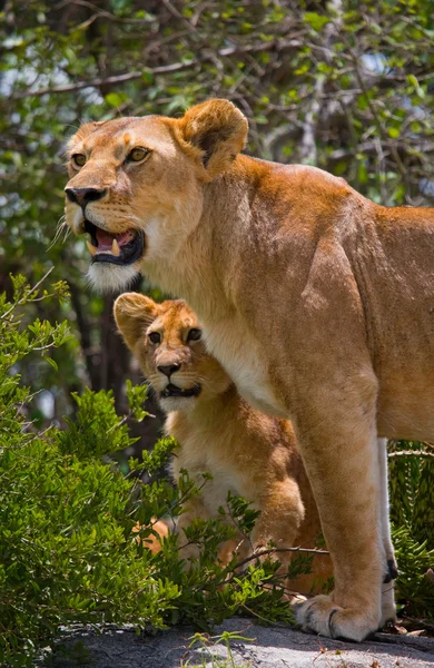 Löwin in ihrem Lebensraum mit Jungtier — Stockfoto