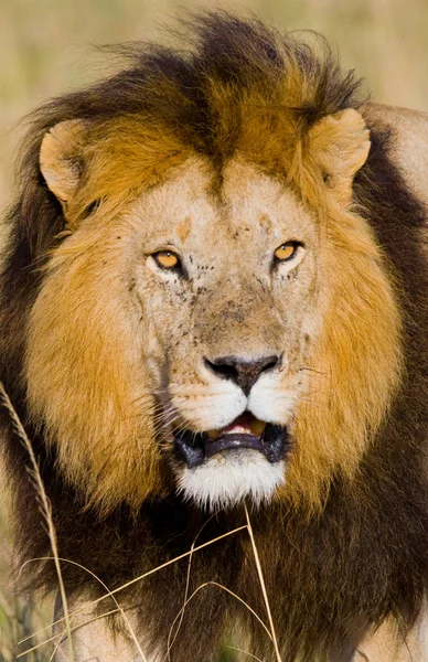 The most beautiful lion — Stock Photo, Image