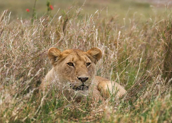 The most beautiful lioness — Stock Photo, Image